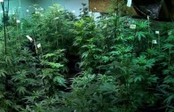 How Colorado is doing since marijuana legalization