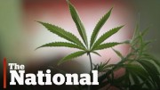How marijuana legalization could change Canada
