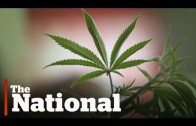 How marijuana legalization could change Canada