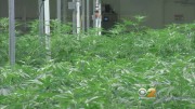 NJ Bill To Legalize Pot