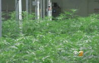 NJ Bill To Legalize Pot