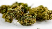 What Are THC & CBD? | Marijuana