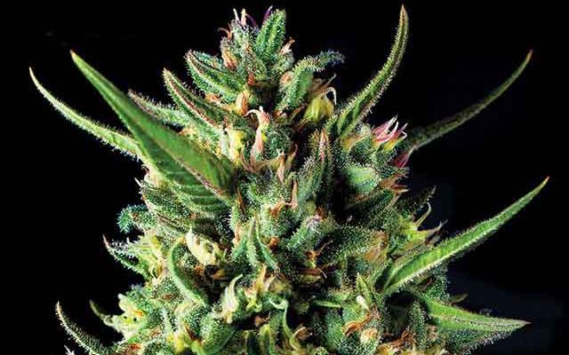 The Best-Tasting Buds on Earth