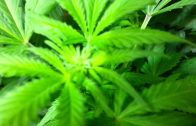 First signs of Flowering for Female Cannabis