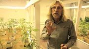 Grow Cannabis – Indoor Light Efficiency – By Jorge Cervantes