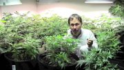 How to Grow Organic Cannabis Indoors