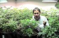 How to Grow Organic Cannabis Indoors