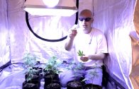 Marijuana Garden Rescue | Why Most Growers Fail | Troubleshooting Jason Garden