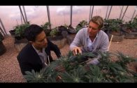 WEED – What You DONT KNOW – Documentary HD – Marihuana, An Investigation